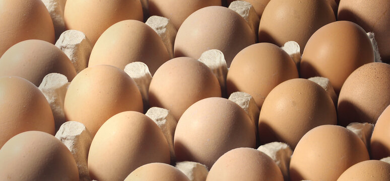 Raw and organic chicken eggs in a tray. Seamless background of eggs. 