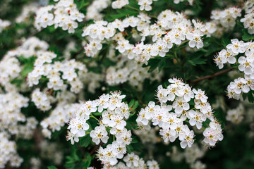 Many white flowers in spring, blooming bush, macro. Nature.