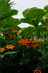 red and orange flowers