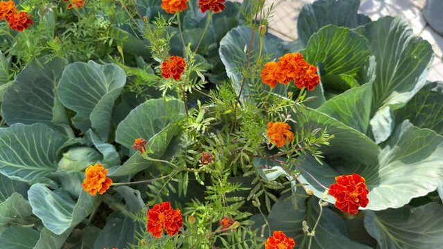 White cabbage and marigolds flowers grow together. Garden vegetables companion to repel disease, insect pests and attract pollinators.