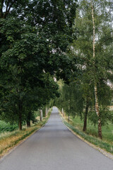 A lonely road lined with birch trees in the Bavarian countryside in southern Germany