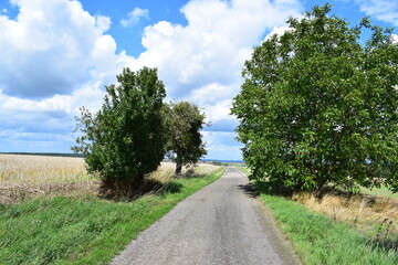 Fototapeta na wymiar apple tree on both sides of a dirt road