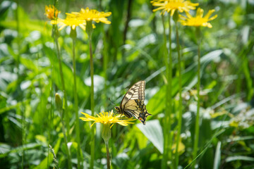 In summer, a butterfly sits on a yellow flower in a clearing.