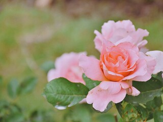Rice topped with stir-fried pork and basil, Rice topped with stir fried minced pork and basil with Fried egg