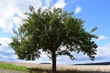 wind shaped apple tree