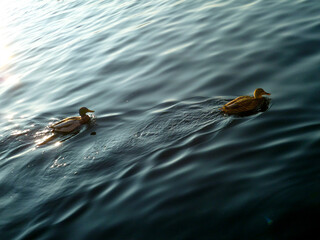 Duck pond