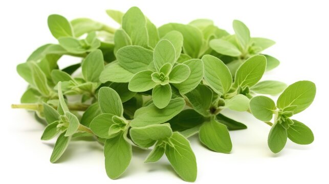 Oregano. Italian and French herbs. Seasoning for cooking. Green leaves on a white background