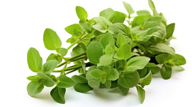 Oregano. Italian and French herbs. Seasoning for cooking. Green leaves on a white background