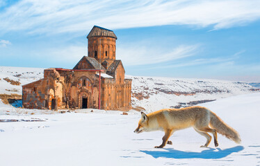 A red fox walking on the snow - Ani Ruins, Ani is a ruined and uninhabited medieval Armenian city-site situated in the Turkish province of Kars