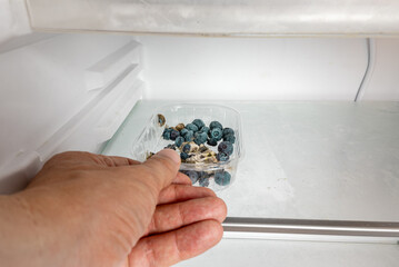 Moldy blueberries, a man's hand picking one out of a plastic bin inside a refrigerator. Expired...