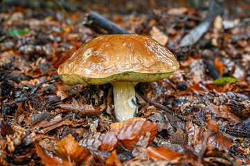 Mushroom growing through leaves a rainy day