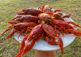 Lobster on plate on a wooden table. Crawfish Snack to beer. Crayfish Beer snack dish. Boiled...