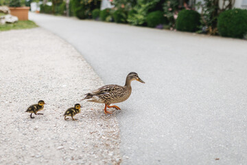 Duck mother crossing the road with two little ducklings on the Fraueninsel island in Bavaria,...