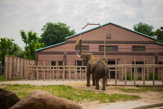 A huge adult African elephants walking in a zoo against a stone wall background