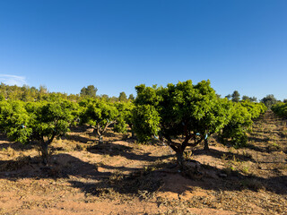 Fototapeta na wymiar Blossoming Orange tree in farm field in spring season. Planting a tree. Tangerine plantation. Agriculture plant growing on farm field. Spain farm land. Orange citrus trees fruits in garden.