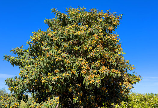 Loquats on tree in farmland. Mespilus germanica tree plant with medlar fruit. Orange Loquats fruit. Medlars trees in farm field. Orange citrus fruits in garden in harvest season. Branch with Loquats.
