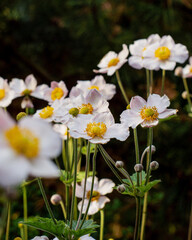 Fototapeta premium white flowers in a garden