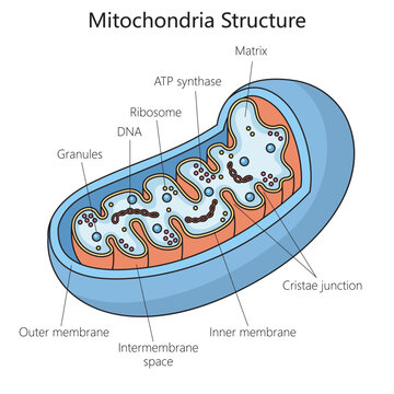 Human mitochondria structure diagram schematic vector illustration. Medical science educational illustration