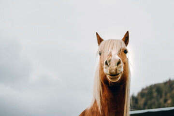 Graceful Palomino Haflinger Stallion. Portrait of Alpine Animal Elegance. A male horse with a blonde mane.