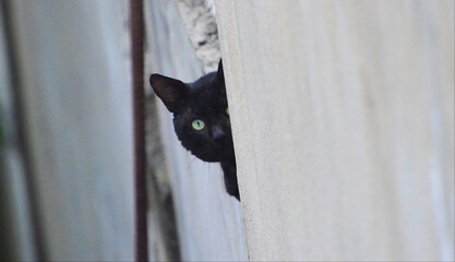 Black Cat