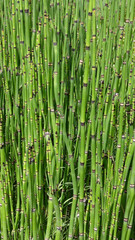 Fototapeta premium Horsetail (Equisetum hyemale)