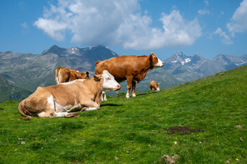 Fototapeta na wymiar Kühe auf einer Almwiese 1