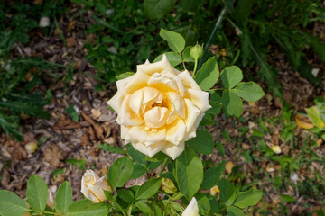 White rose in garden