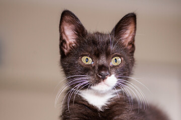 black and white cute kitten on blurry background