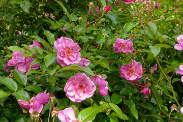 Pink roses in the garden