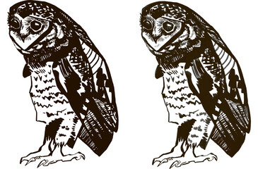 Set line drawings clipart bird owl graphic black white contour sketch pen engraving style.
Element...