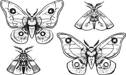 Moth dirty black and white hand drawn graphics line art. Witch theme Halloween clipart for party invitation flyer. Gothic style illustration packaging design print set of beautiful insects aesthetics