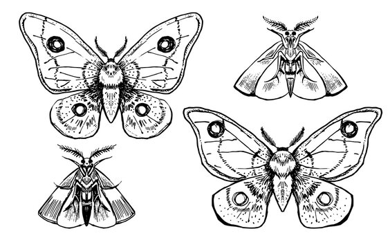 Moth dirty black and white hand drawn graphics line art. Witch theme Halloween clipart for party invitation flyer. Gothic style illustration packaging design print set of beautiful insects aesthetics