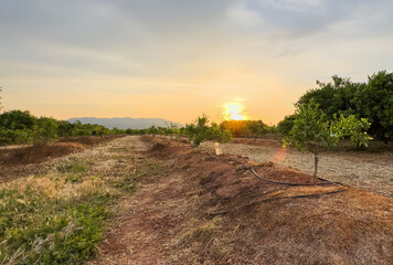Fototapeta premium Planting tree on sunset. Mandarin tree farm field. Orange mandarin tree. Orange trees green leaves. Mandarin trees farm plantation cultivated. Dry Tree in drought ground. Agriculture plant growin.