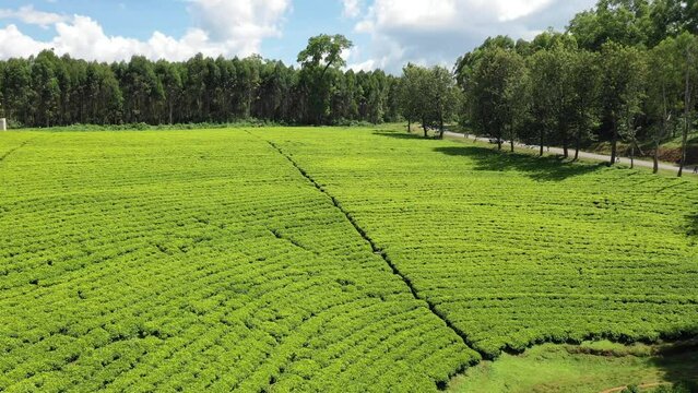 Aerial view of Green tea plantation Keffa Bonga Ethiopia
