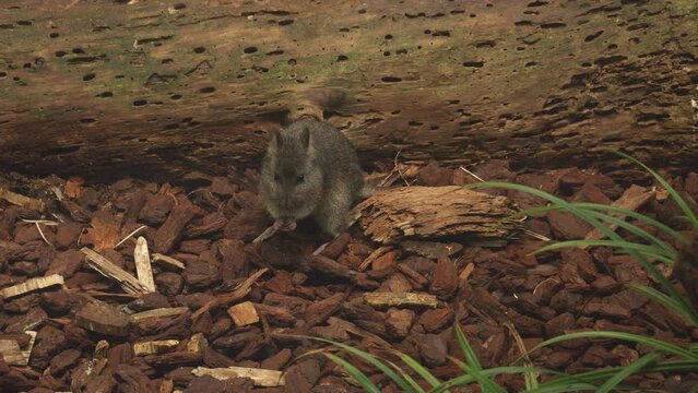 Long-nosed potoroo sitting under a fallen tree.