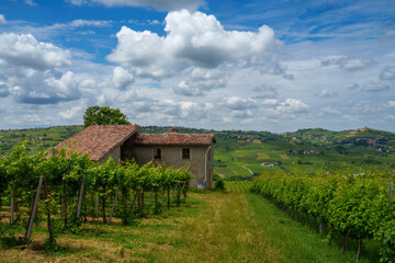 Fototapeta na wymiar Hills of Oltrepo Pavese at June. Vineyards