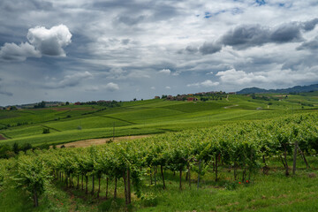 Obraz premium Hills of Oltrepo Pavese at June. Vineyards