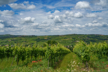 Hills of Oltrepo Pavese at June. Vineyards