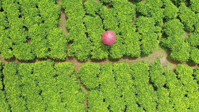 Aerial view of people working at green tea plantation Keffa Bonga Ethiopia
