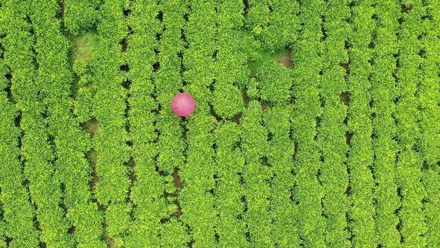 Aerial view of people working at green tea plantation Keffa Bonga Ethiopia