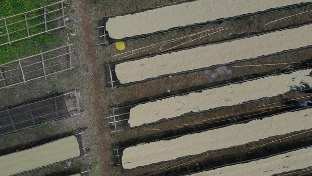 Aerial view of women drying coffee beans in a farm Oromia Shishinda Ethiopia