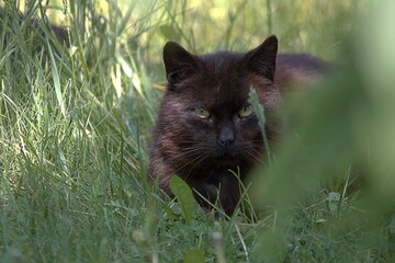 Czarny kot 
