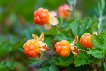 Cloudberry is a delicious berry that grows in the marsh