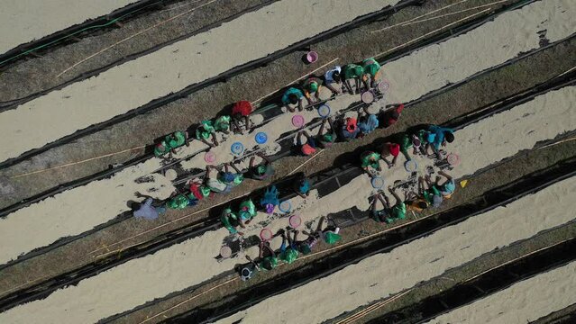 Aerial view of women drying coffee beans in a farm Oromia Shishinda Ethiopia