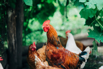 Chiken on the farm. Happy animals at home farming organic culture. Natural living lifestyle animal bird
