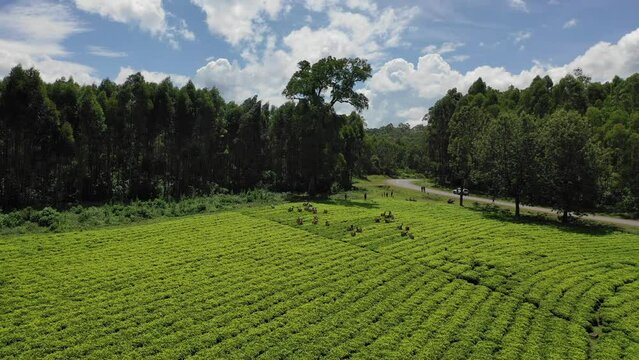 Aerial view of people working at green tea plantation Keffa Bonga Ethiopia