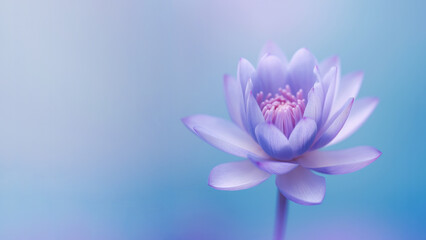 Blue lotus (Nymphaea caerulea) flower background with copy space, gradient background of Flowers composition as element project graphic design