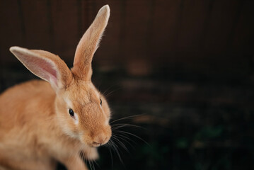 Red ginger rabbit on the farm living happy animal cute pet. Domestic little animals fluffy