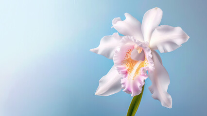 White cattleya orchid flower background, Flowers composition as background project graphic design