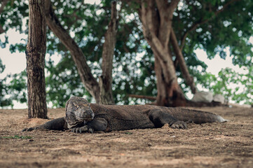 A Komodo dragon laying on the sand on Komodo island, Indonesia